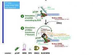 New paper from Cejka's Lab : CtIP promotes DNA break repair