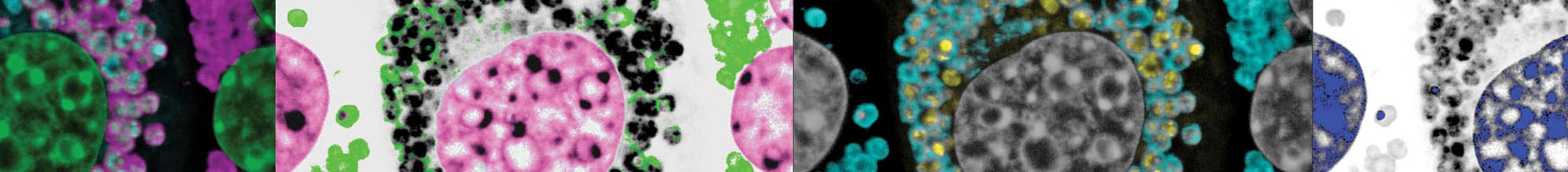 Protein Folding and Quality Control