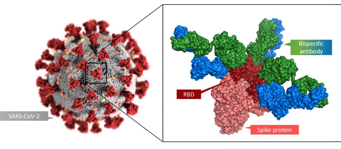 https://www.irb.usi.ch/home-slider/second-generation-antibody-protects-from-sars-cov-2-its-variant-and-prevents-it-from-mutating-to-resist-therapy/