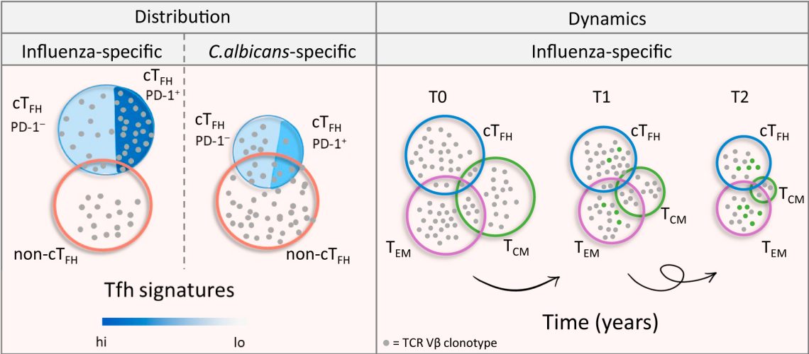 Graphical-abstract_image_FS