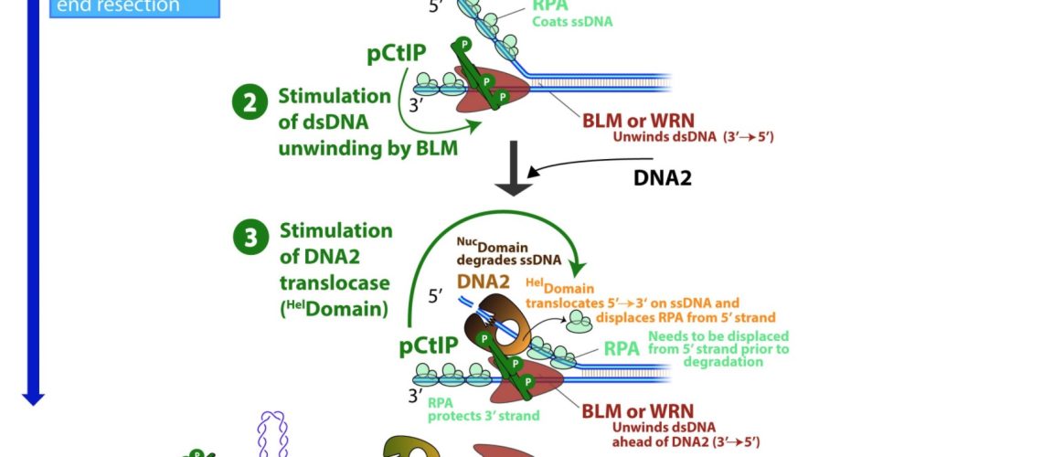 New paper from Cejka's Lab : CtIP promotes DNA break repair